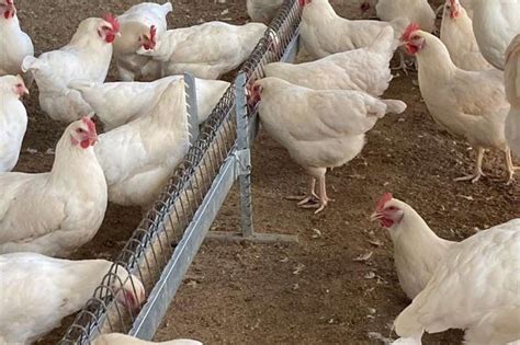 Chickens for sale in my area - Chickens for sale. $15. Picture Rocks Gallos-Roosters-chickens. $0. French camp chickens. $5. Tucson Gamefowl chickens. $50 . Hawaiian OldEnglish gamebird bantam ... 